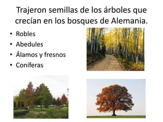 Trajeron semillas de los árboles que crecían en los bosques de Alemania.RoblesAbedulesÁlamos y fresnosConíferas