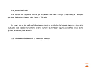 Trabajo final la fotosintesis