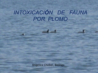 INTOXICACIÓN DE FAUNA
      POR PLOMO




     Angélica Chebel, Bióloga
 
