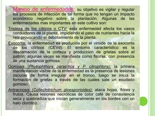  Manejo de enfermedades: su objetivo es vigilar y regular
los procesos de infección de tal forma que no tengan un impacto
económico negativo sobre la plantación. Algunas de las
enfermedades mas importantes en este cultivo son:
Tristeza de los cítricos o CTV: esta enfermedad afecta los vasos
conductores de la planta, impidiendo el paso de nutrientes hacia la
raíz provocando el debilitamiento de la planta.
Exocortis: la enfermedad es producida por el viroide de la exocortis
de los cítricos (CEVd). El síntoma característico es la
descamación de la corteza y produccion de grietas sobre el
patrón; algunas veces se manifiesta como fisuras, con presencia
de una sustancia gomosa.
Gomosis (Phytophthora parasítica y P. citrophtora): la primera
manifestación visible de la enfermedad es la presencia de lesiones
oscuras de forma irregular en el tronco, luego se inicia la
formación de grietas a través de las cuales sale un exudado
gomoso.
Antracnosis (Collectotrichum gloesporioides): ataca hojas, flores y
frutos. Causa lesiones necróticas de color café de consistencia
seca y quebradiza que inician generalmente en los bordes con un
halo clorótico.
 