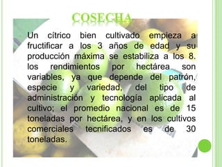 • Un cítrico bien cultivado empieza a
fructificar a los 3 años de edad y su
producción máxima se estabiliza a los 8.
los rendimientos por hectárea son
variables, ya que depende del patrón,
especie y variedad, del tipo de
administración y tecnología aplicada al
cultivo; el promedio nacional es de 15
toneladas por hectárea, y en los cultivos
comerciales tecnificados es de 30
toneladas.
 