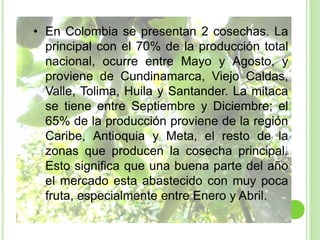 • En Colombia se presentan 2 cosechas. La
principal con el 70% de la producción total
nacional, ocurre entre Mayo y Agosto, y
proviene de Cundinamarca, Viejo Caldas,
Valle, Tolima, Huila y Santander. La mitaca
se tiene entre Septiembre y Diciembre; el
65% de la producción proviene de la región
Caribe, Antioquia y Meta, el resto de la
zonas que producen la cosecha principal.
Esto significa que una buena parte del año
el mercado esta abastecido con muy poca
fruta, especialmente entre Enero y Abril.
 