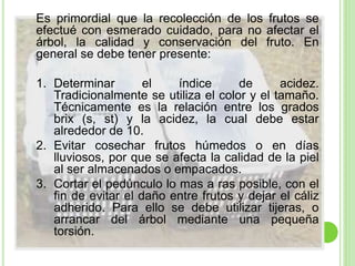 Es primordial que la recolección de los frutos se
efectué con esmerado cuidado, para no afectar el
árbol, la calidad y conservación del fruto. En
general se debe tener presente:
1. Determinar el índice de acidez.
Tradicionalmente se utiliza el color y el tamaño.
Técnicamente es la relación entre los grados
brix (s, st) y la acidez, la cual debe estar
alrededor de 10.
2. Evitar cosechar frutos húmedos o en días
lluviosos, por que se afecta la calidad de la piel
al ser almacenados o empacados.
3. Cortar el pedúnculo lo mas a ras posible, con el
fin de evitar el daño entre frutos y dejar el cáliz
adherido. Para ello se debe utilizar tijeras, o
arrancar del árbol mediante una pequeña
torsión.
 