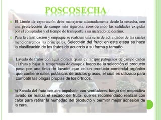  El Limón de exportación debe manejarse adecuadamente desde la cosecha, con
una preselección de campo más rigurosa, considerando las calidades exigidas
por el comprador y el tiempo de transporte a su mercado de destino.
 Para la clasificación y empaque se realizan una serie de actividades de las cuales
mencionaremos las principales. Selección del fruto: en esta etapa se hace
la clasificación de los frutos de acuerdo a su forma y tamaño.
a) Lavado de frutos con agua clorada (para evitar que patógenos de campo dañen
el fruto y bajar la temperatura de campo). luego de la selección el producto
pasa por una tinta de lavado, que es un producto comercial orgánico
que contiene sales potásicas de ácidos grasos, el cual es utilizado para
combatir las plagas propias de los cítricos.
 b) Secado del fruto con aire impulsado con ventiladores. luego del respectivo
lavado se realiza el secado del fruto, que es recomendado realizar con
calor para retirar la humedad del producto y permitir mejor adhesión de
la cera.
 