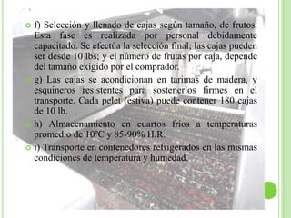  f) Selección y llenado de cajas según tamaño, de frutos.
Esta fase es realizada por personal debidamente
capacitado. Se efectúa la selección final; las cajas pueden
ser desde 10 lbs; y el número de frutas por caja, depende
del tamaño exigido por el comprador.
 g) Las cajas se acondicionan en tarimas de madera, y
esquineros resistentes para sostenerlos firmes en el
transporte. Cada pelet (estiva) puede contener 180 cajas
de 10 lb.
 h) Almacenamiento en cuartos fríos a temperaturas
promedio de 10ºC y 85-90% H.R.
 i) Transporte en contenedores refrigerados en las mismas
condiciones de temperatura y humedad.
 