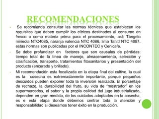 • Se recomienda consultar las normas técnicas que establecen los
requisitos que deben cumplir los cítricos destinados al consumo en
fresco o como materia prima para el procesamiento, así: Tángelo
mineola NTC4085, naranja valencia NTC 4086, lima Tahití NTC 4087.
estas normas son publicadas por el INCONTEC y Cenicafe.
• Se debe profundizar en factores que son causales de pérdidas:
tiempo total de la línea de manejo, almacenamiento, selección y
clasificación, transporte, tratamientos fitosanitarios y presentación del
producto (encerado y brillado).
• Mi recomendación esta focalizada en la etapa final del cultivo, la cual
es la cosecha es extremadamente importante, porque pequeños
descuidos pueden exponer toda la inversión realizada. El porcentaje
de rechazo, la durabilidad del fruto, su vida de “mostrador” en los
supermercados, el sabor y la propia calidad del jugo industrializado,
dependen en gran medida, de los cuidados adoptados en la cosecha,
es e esta etapa donde debemos centrar toda la atención y
responsabilidad si deseamos tener éxito en la producción.
 