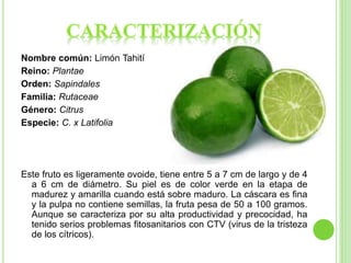 Nombre común: Limón Tahití
Reino: Plantae
Orden: Sapindales
Familia: Rutaceae
Género: Citrus
Especie: C. x Latifolia
Este fruto es ligeramente ovoide, tiene entre 5 a 7 cm de largo y de 4
a 6 cm de diámetro. Su piel es de color verde en la etapa de
madurez y amarilla cuando está sobre maduro. La cáscara es fina
y la pulpa no contiene semillas, la fruta pesa de 50 a 100 gramos.
Aunque se caracteriza por su alta productividad y precocidad, ha
tenido serios problemas fitosanitarios con CTV (virus de la tristeza
de los cítricos).
 