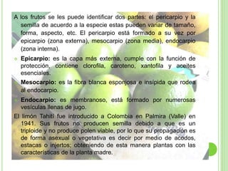 A los frutos se les puede identificar dos partes: el pericarpio y la
semilla de acuerdo a la especie estas pueden variar de tamaño,
forma, aspecto, etc. El pericarpio está formado a su vez por
epicarpio (zona externa), mesocarpio (zona media), endocarpio
(zona interna).
 Epicarpio: es la capa más externa, cumple con la función de
protección, contiene clorofila, caroteno, xantofila y aceites
esenciales.
 Mesocarpio: es la fibra blanca esponjosa e insípida que rodea
al endocarpio.
 Endocarpio: es membranoso, está formado por numerosas
vesículas llenas de jugo.
El limón Tahití fue introducido a Colombia en Palmira (Valle) en
1941. Sus frutos no producen semilla debido a que es un
triploide y no produce polen viable, por lo que su propagación es
de forma asexual o vegetativa es decir por medio de acodos,
estacas o injertos; obteniendo de esta manera plantas con las
características de la planta madre.
 