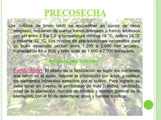 Los cultivos de limón tahití se encuentran en zonas de clima
templado, requieren de suelos franco arenosos o franco arcillosos
con pH entre 5,5 a 7,0 y temperatura mínima 18 °C, óptima 24 °C
y máxima 32 °C. Los niveles de precipitaciones necesarios para
un buen desarrollo oscilan entre 1.200 a 2.000 mm anuales,
humedad de 65 a 80% y brillo solar de 1.600 a 2.000 horas/año.
 Fertilización: El objeto de la fertilización es suplir los nutrientes
que faltan en el suelo, mejorar la produccion por árbol, y restituir
los elementos minerales extraídos por el cultivo. Para lograrlo se
debe tener en cuenta: la produccion de fruta (calidad, cantidad),
edad de la plantación, numero de arboles y manejo general de la
plantación, con el fin de determinar dosis y fuentes a aplicar.
 
