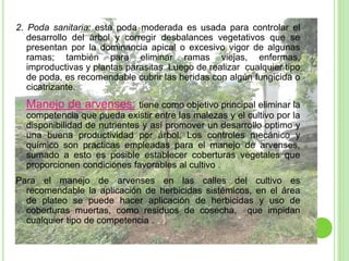 2. Poda sanitaria: esta poda moderada es usada para controlar el
desarrollo del árbol y corregir desbalances vegetativos que se
presentan por la dominancia apical o excesivo vigor de algunas
ramas; también para eliminar ramas viejas, enfermas,
improductivas y plantas parasitas. Luego de realizar cualquier tipo
de poda, es recomendable cubrir las heridas con algún fungicida o
cicatrizante.
 Manejo de arvenses: tiene como objetivo principal eliminar la
competencia que pueda existir entre las malezas y el cultivo por la
disponibilidad de nutrientes y así promover un desarrollo optimo y
una buena productividad por árbol. Los controles mecánico y
químico son practicas empleadas para el manejo de arvenses,
sumado a esto es posible establecer coberturas vegetales que
proporcionen condiciones favorables al cultivo .
Para el manejo de arvenses en las calles del cultivo es
recomendable la aplicación de herbicidas sistémicos, en el área
de plateo se puede hacer aplicación de herbicidas y uso de
coberturas muertas, como residuos de cosecha, que impidan
cualquier tipo de competencia .
 