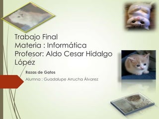 Trabajo Final
Materia : Informática
Profesor: Aldo Cesar Hidalgo
López
Razas de Gatos
Alumna : Guadalupe Arrucha Álvarez
 