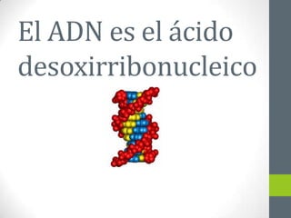 El ADN es el ácido
desoxirribonucleico