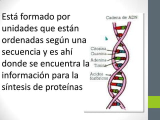 Está formado por
unidades que están
ordenadas según una
secuencia y es ahí
donde se encuentra la
información para la
síntesis de proteínas