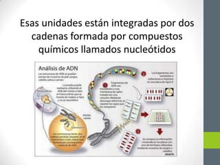 Esas unidades están integradas por dos
cadenas formada por compuestos
químicos llamados nucleótidos