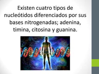 Existen cuatro tipos de
nucleótidos diferenciados por sus
bases nitrogenadas; adenina,
timina, citosina y guanina.