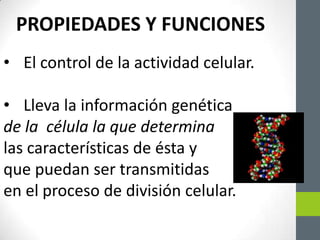 PROPIEDADES Y FUNCIONES
• El control de la actividad celular.
• Lleva la información genética
de la célula la que determina
las características de ésta y
que puedan ser transmitidas
en el proceso de división celular.