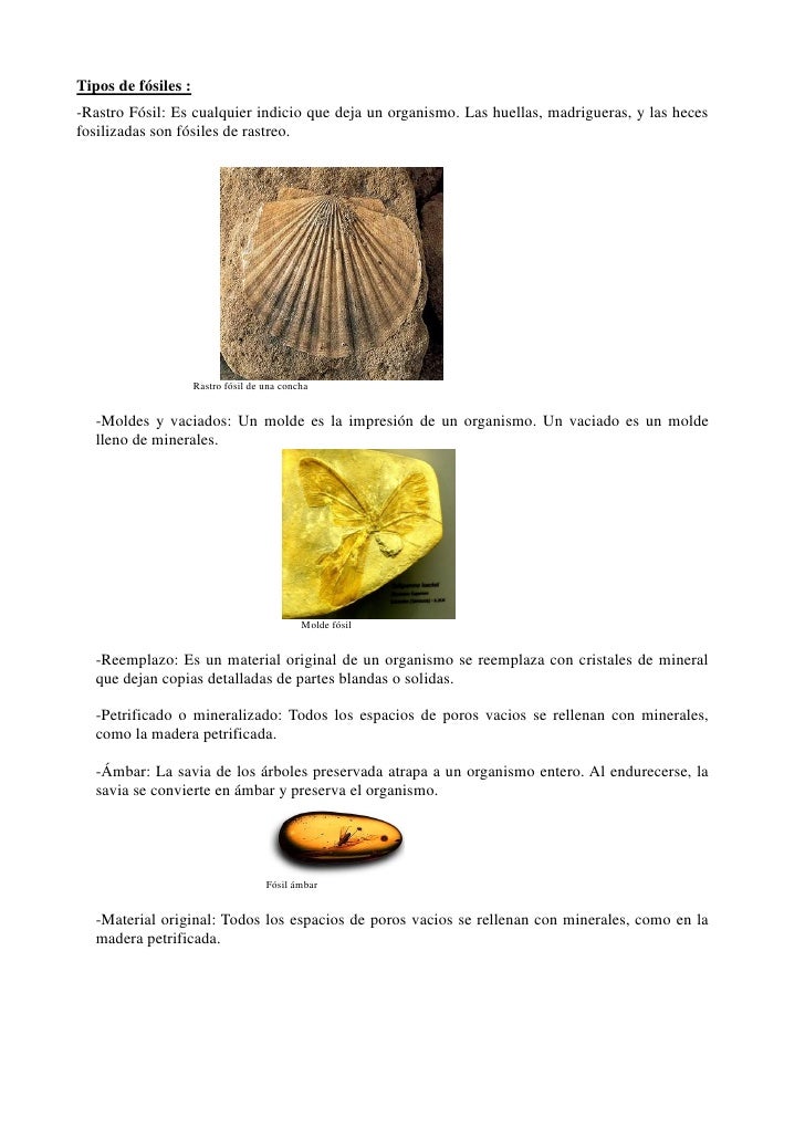 Trabajo fosiles biologia