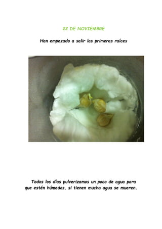22 DE NOVIEMBRE
Han empezado a salir las primeras raíces
Todos los días pulverizamos un poco de agua para
que estén húmedos, si tienen mucha agua se mueren.
 