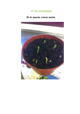 27 DE NOVIEMBRE
En la maceta crecen mucho.
 