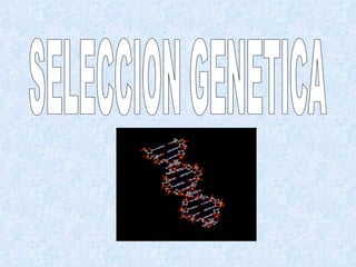 SELECCION GENETICA 