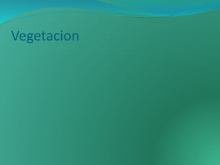Vegetacion