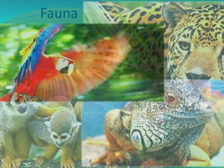 Fauna