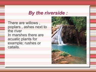 * FLORA * On the plain: In the forest there are trees, for example; pine, oak, and cork. 