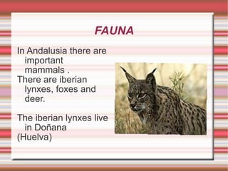 On the plain there are bushes, shurbs and aromatic plants, for  example thyme and rosemary. 