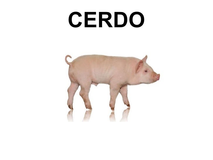 Bits de inteligencia. LOS ANIMALES DE