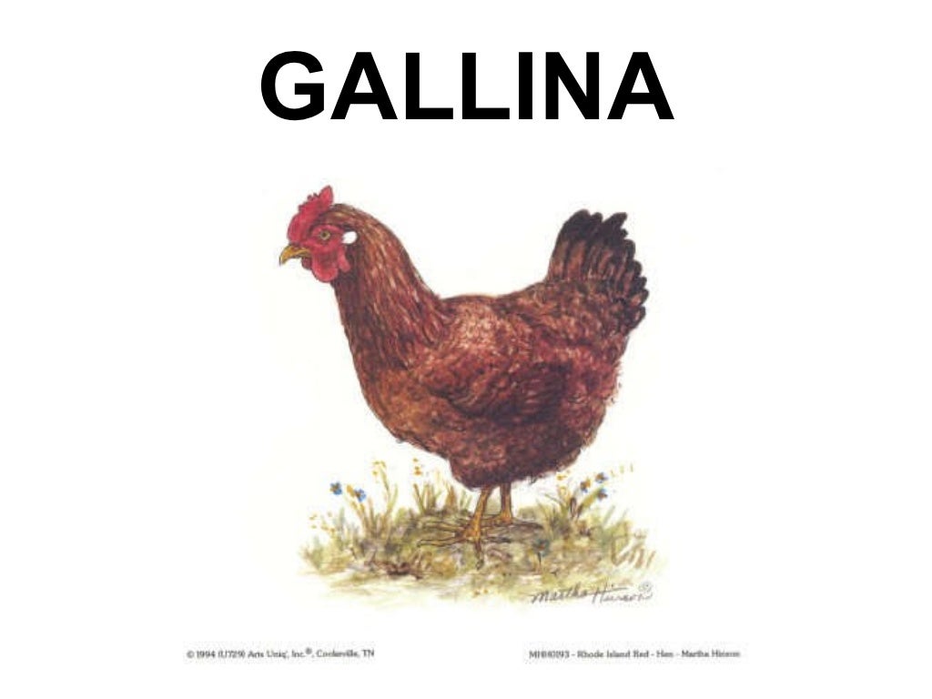 Bits de inteligencia. LOS ANIMALES DE