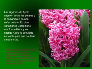    
Las lágrimas de Apolo
cayeron sobre los pétalos y
la convirtieron en una
señal de luto. En otras
variaciones Céfiro tiene
una forma física y en
castigo Apolo lo convierte
en viento para que no dañe
a nadie más.
El jacinto es una hermosa planta,
para llenar de color y de
persistente aroma jardines y
balcones. Los racimos de jacinto
tienen unos colores muy vivos y
con mucha alegria.
 