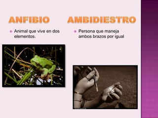    Animal que vive en dos      Persona que maneja
    elementos.                   ambos brazos por igual
 