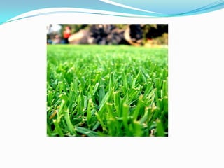 Trabajo Griselda Dominguez 