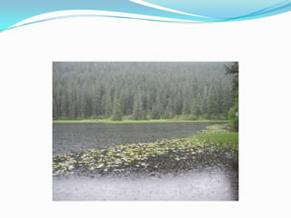 Trabajo Griselda Dominguez 