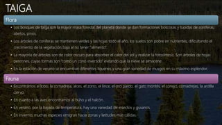 TAIGA
Flora
• Los bosques de taiga son la mayor masa forestal del planeta donde se dan formaciones boscosas y tupidas de coníferas,
abetos, pinos.
• Los árboles de coníferas se mantienen verdes y las hojas todo el año, los suelos son pobre en nutrientes, dificultando el
crecimiento de la vegetación baja al no tener “alimento”.
• La mayoría de árboles son de color oscuro para absorber el calor del sol y realizar la fotosíntesis. Son árboles de hojas
perennes, cuyas formas son “como un cono invertido” evitando que la nieve se almacene.
• En la estación de verano se encuentran diferentes líquenes y una gran variedad de musgos en su máximo esplendor.
Fauna
• Encontramos al lobo, la comadreja, alces, el zorro, el lince, el oso pardo, el gato montés, el conejo, comadrejas, la ardilla
ciervo.
• En cuanto a las aves encontramos al búho y el halcón.
• En verano, por la bajada de temperatura, hay una variedad de insectos y gusanos.
• En invierno, muchas especies emigran hacia zonas y latitudes más cálidas.
 