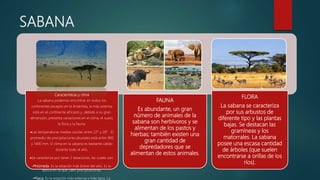 SABANA
Características y clima
La sabana podemos encontrar en todos los
continentes excepto en la Antártida, la más extensa
está en el continente africano y, debido a su gran
dimensión, presenta variaciones en el clima, el suelo,
la flora y la fauna.
Las temperaturas medias oscilan entre 22° y 28° . El
promedio de precipitaciones pluviales está entre 900
y 1400 mm. El clima en la sabana es bastante cálido
durante todo el año.
Se caracteriza por tener 2 estaciones, las cuales son:
Húmeda. Es la estación más breve del año. Es la
época en la que caen precipitaciones.
Seca. Es la estación más extensa y más seca. La
FAUNA
Es abundante, un gran
número de animales de la
sabana son herbívoros y se
alimentan de los pastos y
hierbas; también existen una
gran cantidad de
depredadores que se
alimentan de estos animales.
FLORA
La sabana se caracteriza
por sus arbustos de
diferente tipo y las plantas
bajas. Se destacan las
gramíneas y los
matorrales. La sabana
posee una escasa cantidad
de árboles (que suelen
encontrarse a orillas de los
ríos).
 