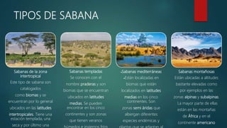 TIPOS DE SABANA
Sabanas de la zona
intertropical
Este tipo de sabana son
catalogados
como biomas y se
encuentran por lo general
ubicados en las latitudes
intertropicales. Tiene una
estación templada, una
seca y por último una
Sabanas templadas
Se conocen con el
nombre praderas y son
biomas que se encuentran
ubicados en latitudes
medias. Se pueden
encontrar en los cinco
continentes y son zonas
que tienen veranos
Sabanas mediterráneas
Están localizadas en
biomas que están
localizados en latitudes
medias en los cinco
continentes. Son
zonas semi áridas que
albergan diferentes
especies endémicas y
Sabanas montañosas
Están ubicadas a altitudes
bastante elevadas como
por ejemplos en las
zonas alpinas y subalpinas.
. La mayor parte de ellas
están en las montañas
de África y en el
continente americano
 