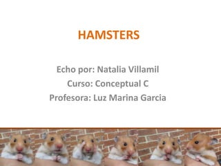 HAMSTERS

  Echo por: Natalia Villamil
    Curso: Conceptual C
Profesora: Luz Marina Garcia
 