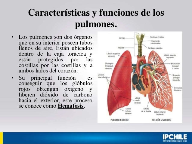 Más sobre Dieta cetogénica