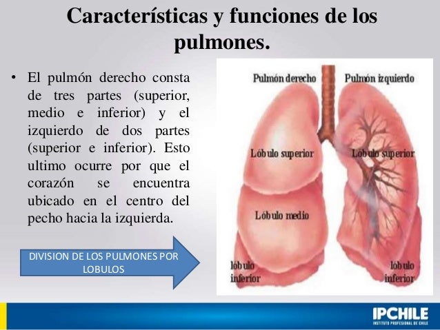 SISTEMA EXCRETOR Y HEPATICO