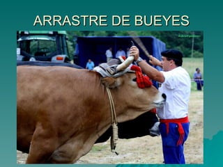 ARRASTRE DE BUEYES 