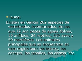 Fauna: Existen en Galicia 262 especies de vertebrados inventariados, de los que 12 son peces de aguas dulces, 15 anfibios, 24 reptiles, 152 aves y 59 mamíferos. Los animales principales que se encuentran en esta región son: las liebres, los conejos, los jabalíes, los corzos, etc. 