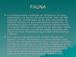 FAUNA La biodiversidad existente en Andalucía se hace extensible a la fauna. De esta forma, más de 400 especies de vertebrados de las 630 existentes en España habitan en esta comunidad autónoma. Su estratégica posición entre la cuenca mediterránea, el océano Atlántico y el estrecho de Gibraltar, hace que Andalucía sea uno de los pasos naturales de miles de aves migratorias que viajan entre Europa y África. En cuanto a los herbívoros, se dan los ciervos, gamos, corzos, muflones y la cabra montés, esta última en retroceso frente al arruí, especie invasora introducida desde África con fines cinegéticos en la década de 1970. Entre los pequeños herbívoros destacan la liebre y el conejo, que constituyen la base de la alimentación de la mayor parte de especies carnívoras del bosque mediterráneo. 
