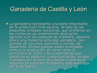 Ganadería de Castilla y León La ganadería representa una parte importante de la producción final agraria. Al lado de las pequeñas unidades pecuarias, que proliferan en las comarcas de preeminente dedicación agrícola o en los espacios de montaña, aparece ahora una moderna actividad ganadera, con granjas de vacunos, porcinos y ovinos, de desarrollo. Dichas granjas están orientadas tanto a la producción de carne como al suministro de leche a las cooperativas que canalizan su posterior comercialización, ya que la producción lechera de Castilla y León es la segunda en volumen de España, sólo superada por la de Galicia.  
