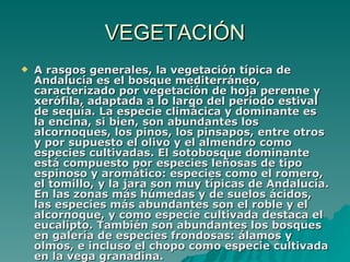 VEGETACIÓN A rasgos generales, la vegetación típica de Andalucía es el bosque mediterráneo, caracterizado por vegetación de hoja perenne y xerófila, adaptada a lo largo del período estival de sequía. La especie climácica y dominante es la encina, si bien, son abundantes los alcornoques, los pinos, los pinsapos, entre otros y por supuesto el olivo y el almendro como especies cultivadas. El sotobosque dominante está compuesto por especies leñosas de tipo espinoso y aromático: especies como el romero, el tomillo, y la jara son muy típicas de Andalucía. En las zonas más húmedas y de suelos ácidos, las especies más abundantes son el roble y el alcornoque, y como especie cultivada destaca el eucalipto. También son abundantes los bosques en galería de especies frondosas: álamos y olmos, e incluso el chopo como especie cultivada en la vega granadina. 