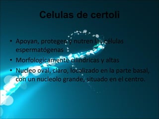 Celulas de certoli Apoyan, protegen y nutren las células espermatógenas Morfologicamente cilindricas y altas Nucleo oval, claro, localizado en la parte basal, con un nucleolo grande, situado en el centro. 