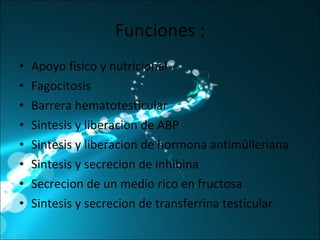 Funciones : Apoyo fisico y nutricional Fagocitosis Barrera hematotesticular Sintesis y liberacion de ABP Sintesis y liberacion de hormona antimülleriana Sintesis y secrecion de inhibina Secrecion de un medio rico en fructosa Sintesis y secrecion de transferrina testicular 