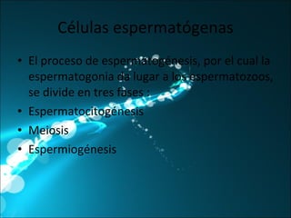 Células espermatógenas El proceso de espermatogénesis, por el cual la espermatogonia da lugar a los espermatozoos, se divide en tres fases : Espermatocitogénesis Meiosis Espermiogénesis 