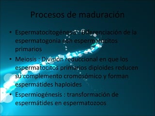 Procesos de maduración Espermatocitogénesis : Diferenciación de la espermatogonia con espermatocitos primarios Meiosis : División reduccional en que los espermatocitos primarios diploides reducen su complemento cromosómico y forman espermátides haploides Espermiogénesis : transformación de espermátides en espermatozoos 