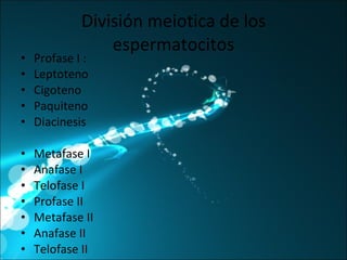 División meiotica de los espermatocitos Profase I : Leptoteno Cigoteno Paquiteno Diacinesis Metafase I Anafase I Telofase I Profase II Metafase II Anafase II Telofase II 